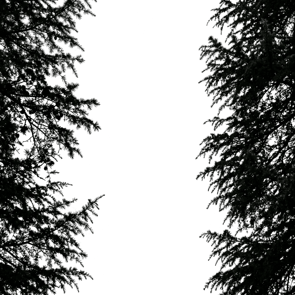 Deodar branches